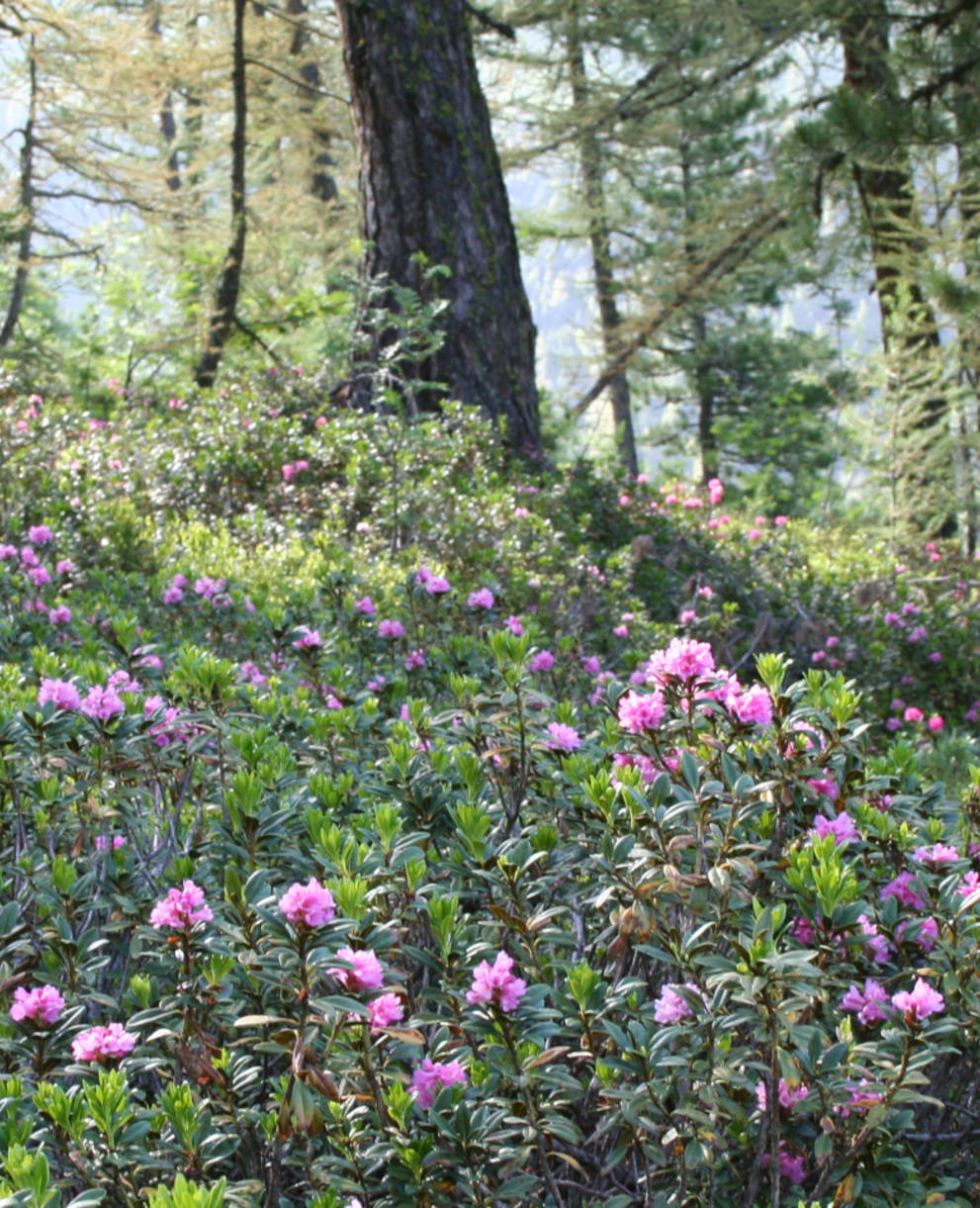Rhododendron Valais © Philippe Werner